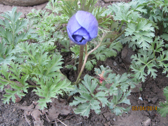 IMG_2300 - Flori de gradina-2014 Primavara