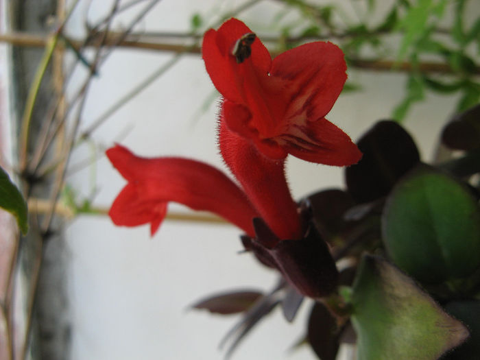 Aeschynanthus Mona Lisa