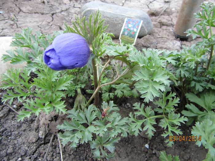 Anemone Coronaria De Caen2014