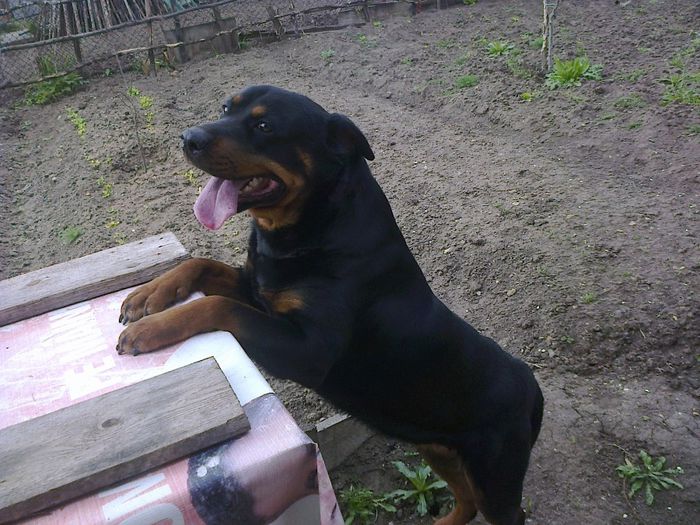 HERRA