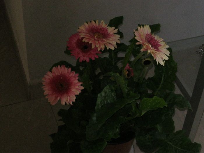 gerbera - 010414