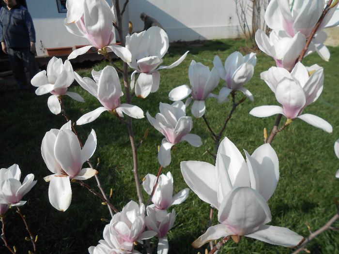 magnolie - yyy 2014 gradina mea