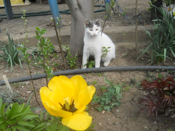 DSCN7530 - Gradina flori 2014