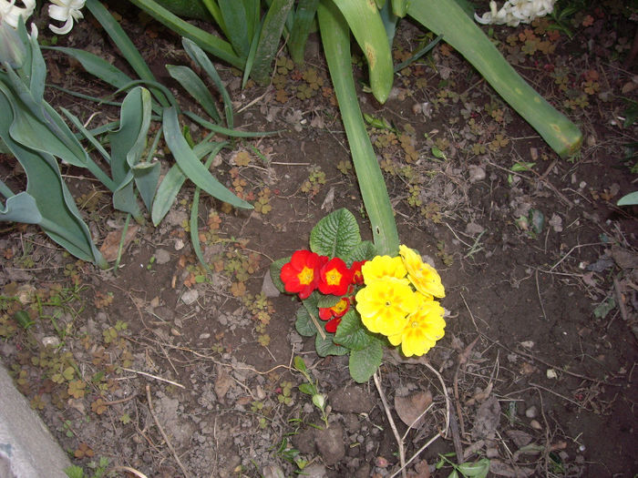 IMGP5898