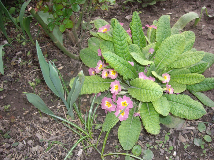 IMGP5901