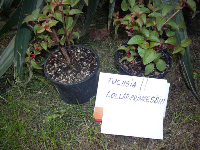 IMGP5964 - achizitii- Plant shop- 2014