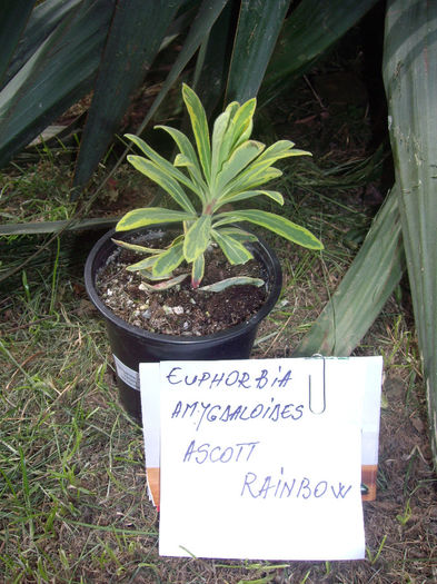 IMGP5980 - achizitii- Plant shop- 2014
