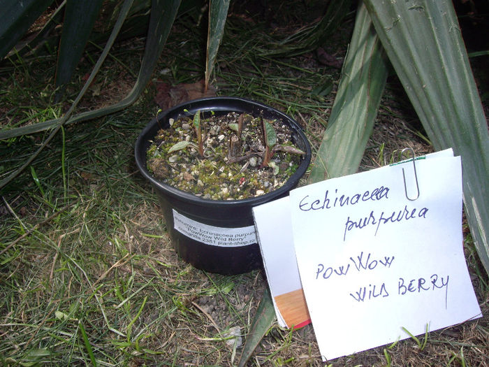 IMGP6008 - achizitii- Plant shop- 2014