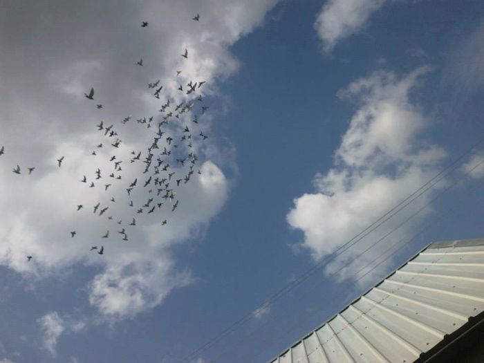 1459227_226595564175970_665252416_n