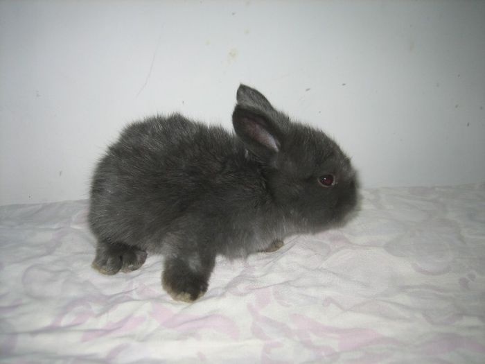 Mascul 1  English Angora; 3,5 saptamani
