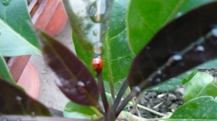 solandra cu vizitatori