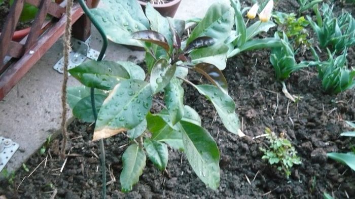 Aceeasi solandra-multumesc!