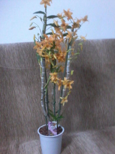 b - Orhidee dendrobium 2013