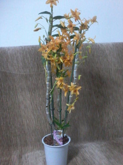 v - Orhidee dendrobium 2013