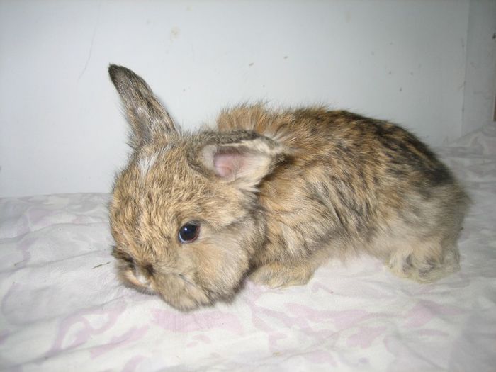 Femela 1  English Angora