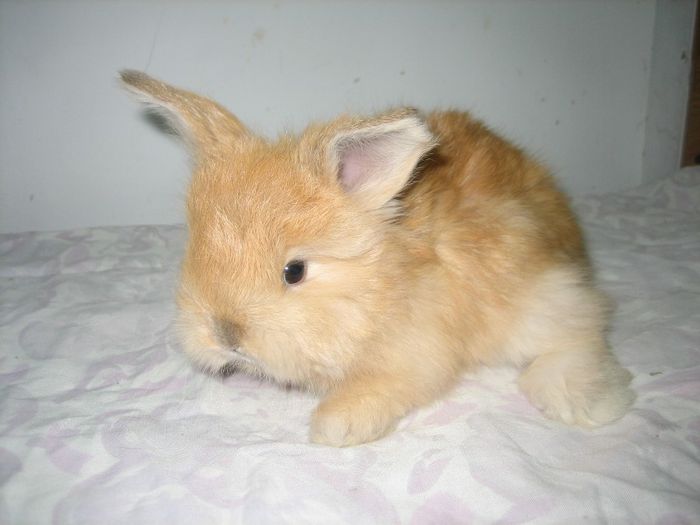 Femela 2  English Angora