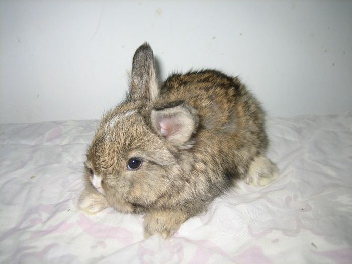 Femela 3  English Angora