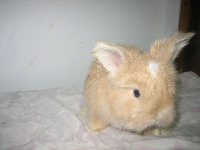 Femela 4  English Angora