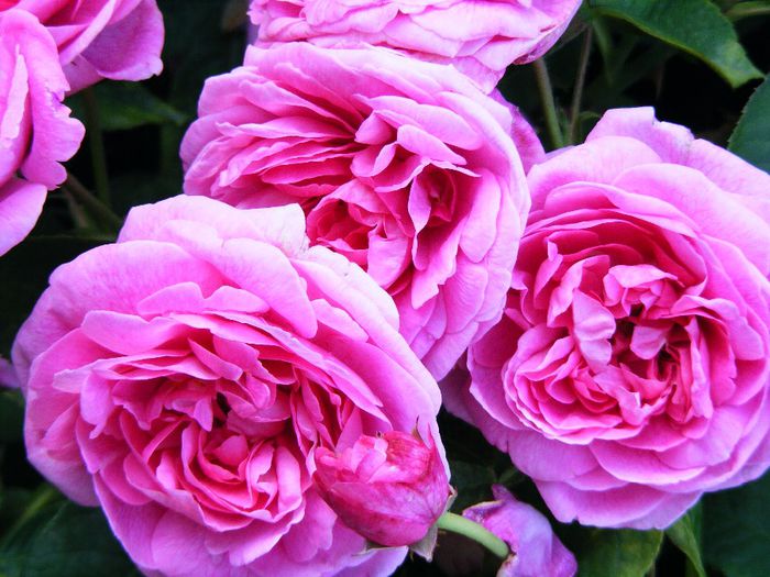 GERTRDE JEKYLL - Trandafir Gertrude Jekyll by DA