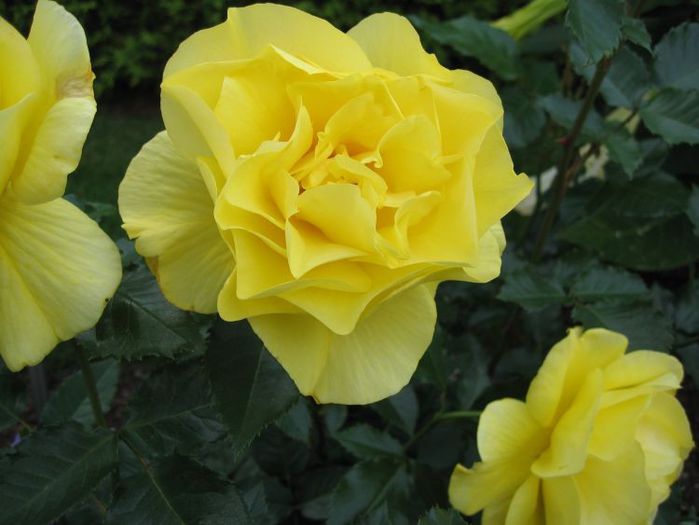 Rosa Friesia - Roses