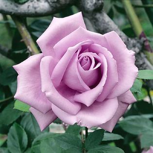 Rosa Mainzer Fastnacht (aka Blue Moon, Sissi) - Roses