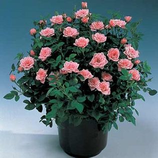 Rosa miniature Pink - Roses