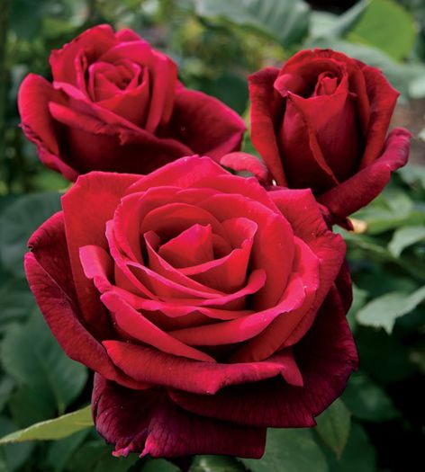 Rosa Mr. Lincoln - Roses