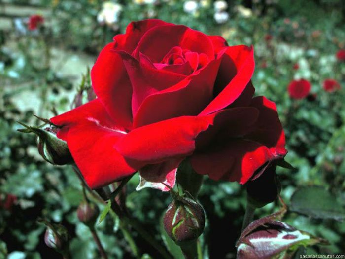 Rosa Nina Weibull - Roses