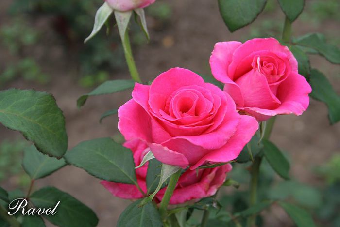 Rosa Ravel - Roses