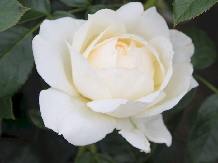 Rosa Virgo - Roses