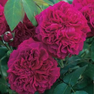 English rose William Shakespeare 2000 - DA_Pink-Red-Crimson