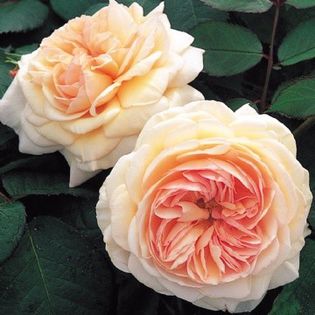 English rose A Shropshire Lad - DA_Pink-Red-Crimson