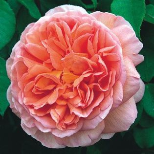 English rose Abraham Darby