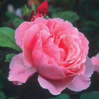 English rose Brother Cadfael - DA_Pink-Red-Crimson