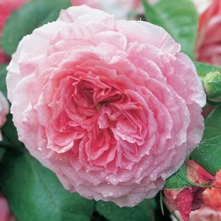 English rose James Galway - DA_Pink-Red-Crimson