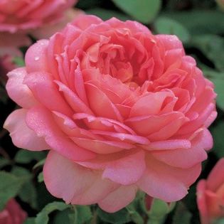 English rose Jubilee Celebration - DA_Pink-Red-Crimson