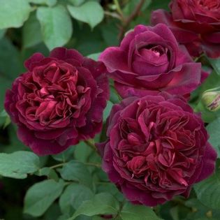 English rose Munstead Wood - DA_Pink-Red-Crimson