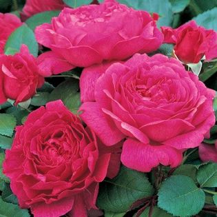 English rose Noble Antony - DA_Pink-Red-Crimson