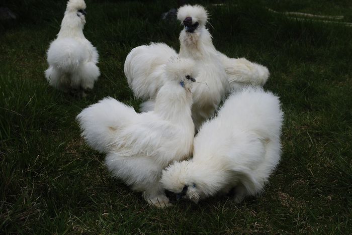 _DSC0022 - Matase Japoneza 2014