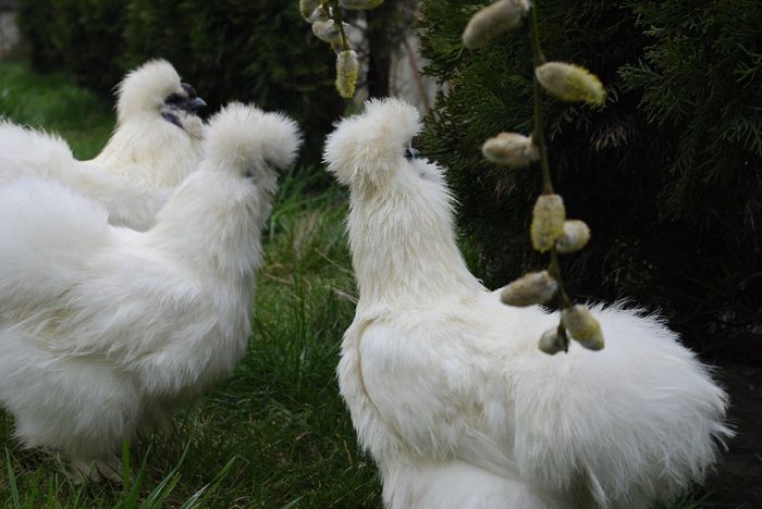 _DSC0075 - Matase Japoneza 2014