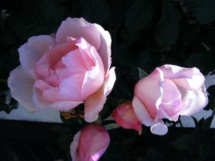 THE GENEROUS GARDENER