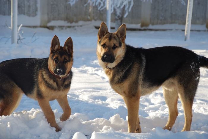 2010 Dec - DOGS in the Garden