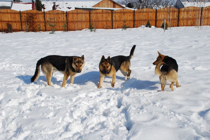 2013 Feb - Vizitatoare - DOGS in the Garden