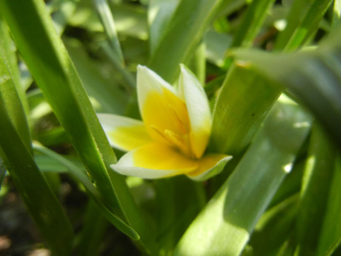 Tulipa Tarda (2014, April 03)