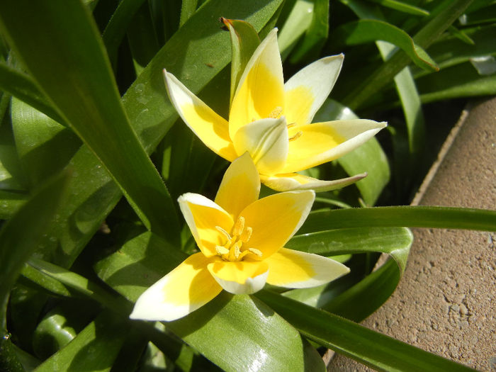 Tulipa Tarda (2014, April 03)