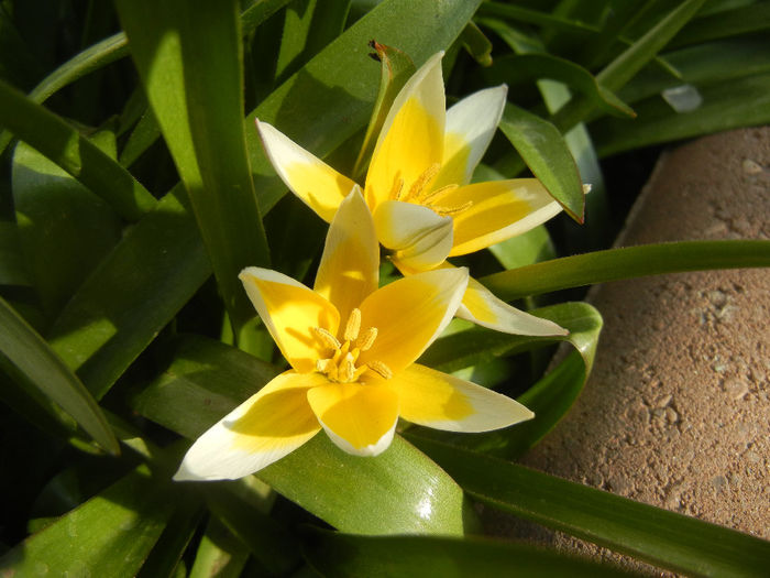 Tulipa Tarda (2014, April 03)