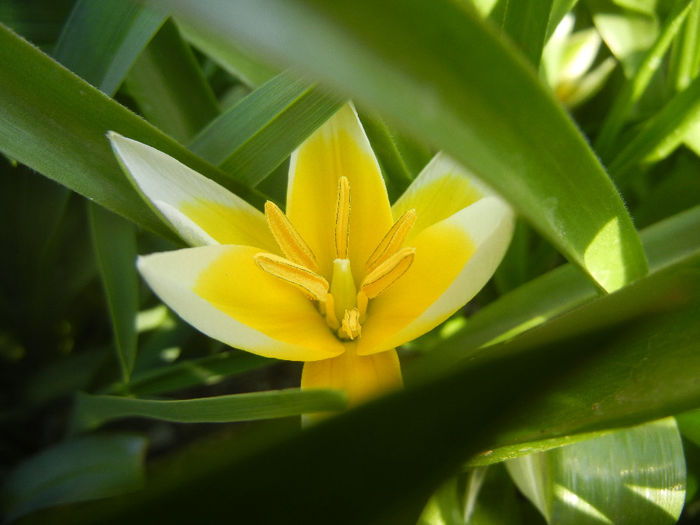 Tulipa Tarda (2014, April 03)