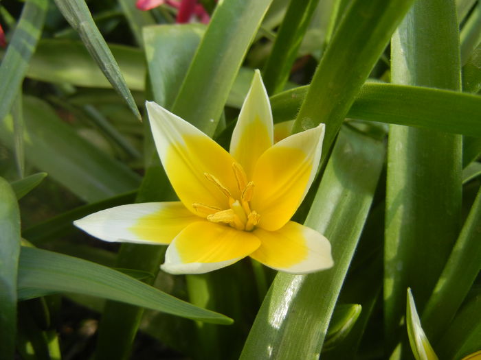 Tulipa Tarda (2014, April 03)