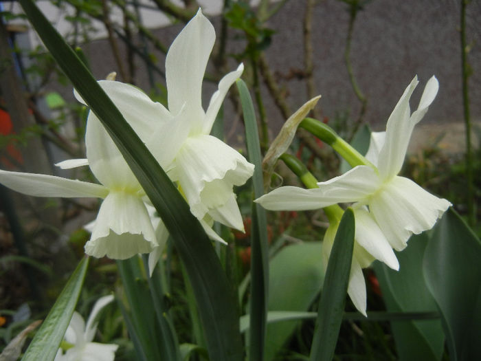 Narcissus Thalia (2014, April 03) - Narcissus Thalia