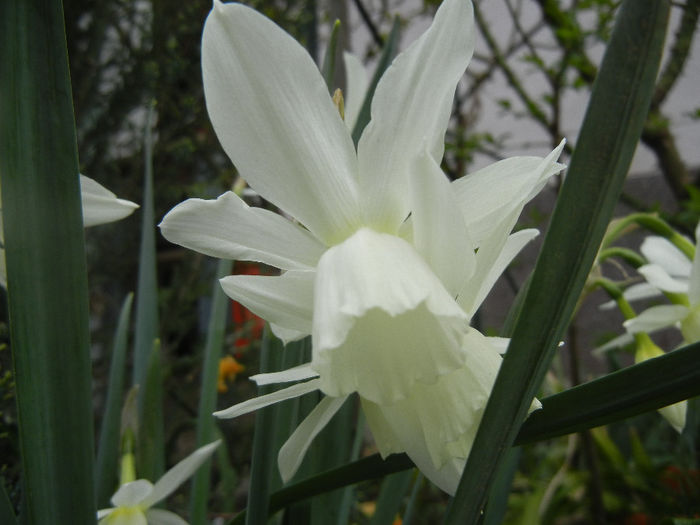 Narcissus Thalia (2014, April 03) - Narcissus Thalia